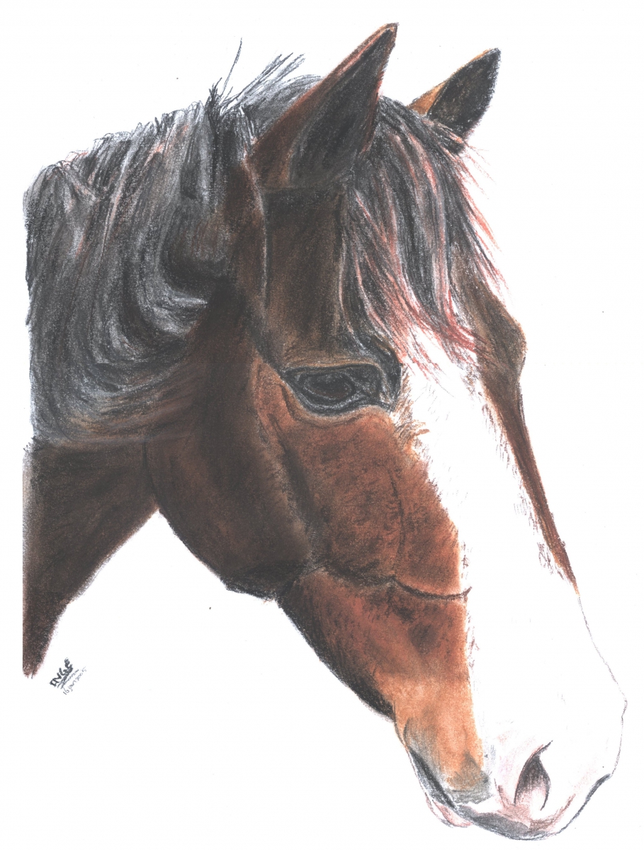 paard-160104